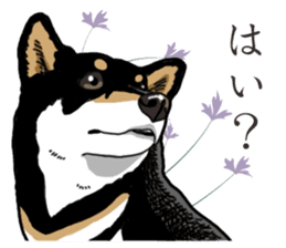 Daily Black Shiba Inu 2 sticker #13508778