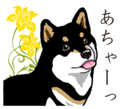 Daily Black Shiba Inu 2 sticker #13508780