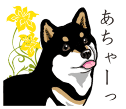 Daily Black Shiba Inu 2 sticker #13508780