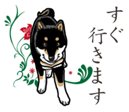 Daily Black Shiba Inu 2 sticker #13508782