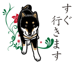 Daily Black Shiba Inu 2 sticker #13508782