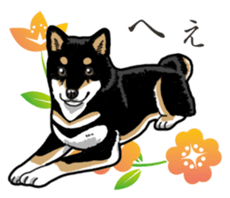 Daily Black Shiba Inu 2 sticker #13508784