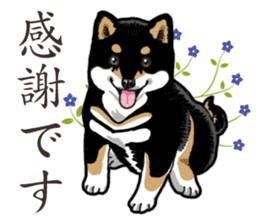 Daily Black Shiba Inu 2 sticker #13508786
