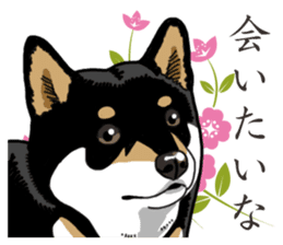 Daily Black Shiba Inu 2 sticker #13508798