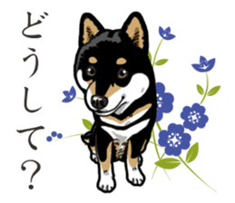 Daily Black Shiba Inu 2 sticker #13508800
