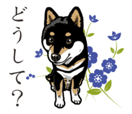 Daily Black Shiba Inu 2 sticker #13508800