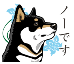 Daily Black Shiba Inu 2 sticker #13508806