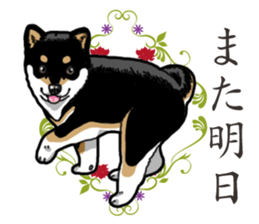 Daily Black Shiba Inu 2 sticker #13508808