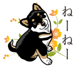 Daily Black Shiba Inu 2 sticker #13508810