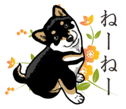 Daily Black Shiba Inu 2 sticker #13508810
