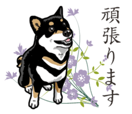Daily Black Shiba Inu 2 sticker #13508812