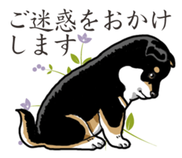 Daily Black Shiba Inu 2 sticker #13508818