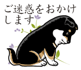 Daily Black Shiba Inu 2 sticker #13508818
