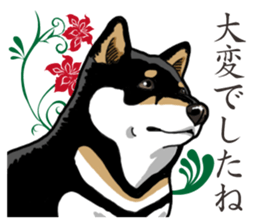 Daily Black Shiba Inu 2 sticker #13508820