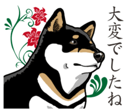 Daily Black Shiba Inu 2 sticker #13508820
