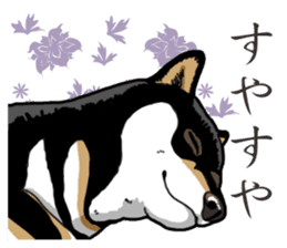 Daily Black Shiba Inu 2 sticker #13508824