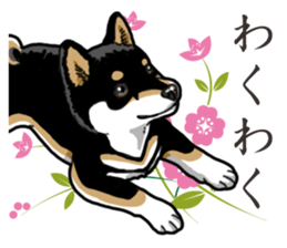 Daily Black Shiba Inu 2 sticker #13508826