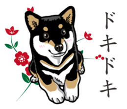 Daily Black Shiba Inu 2 sticker #13508828