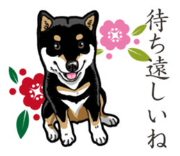 Daily Black Shiba Inu 2 sticker #13508834