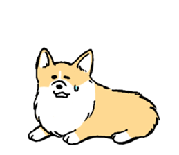 corgi-chan2 sticker #13509737
