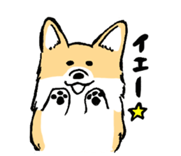 corgi-chan2 sticker #13509748