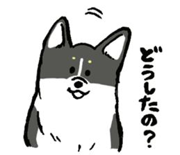 corgi-chan2 sticker #13509756