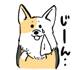 corgi-chan2 sticker #13509764