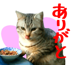 A little fat cat,Moon sticker #13514326