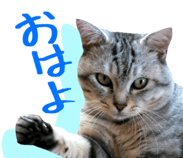 A little fat cat,Moon sticker #13514328