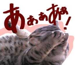 A little fat cat,Moon sticker #13514330