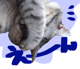 A little fat cat,Moon sticker #13514331