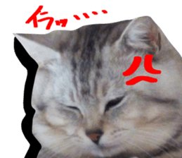 A little fat cat,Moon sticker #13514332