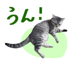 A little fat cat,Moon sticker #13514334