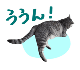 A little fat cat,Moon sticker #13514335