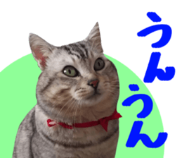 A little fat cat,Moon sticker #13514338