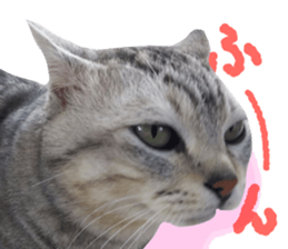 A little fat cat,Moon sticker #13514339