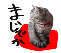 A little fat cat,Moon sticker #13514340