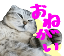 A little fat cat,Moon sticker #13514341