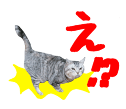 A little fat cat,Moon sticker #13514343