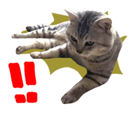 A little fat cat,Moon sticker #13514344