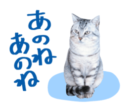 A little fat cat,Moon sticker #13514346