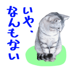 A little fat cat,Moon sticker #13514347