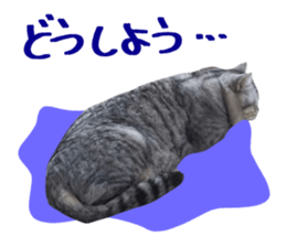 A little fat cat,Moon sticker #13514348