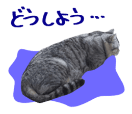 A little fat cat,Moon sticker #13514348