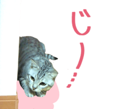 A little fat cat,Moon sticker #13514349