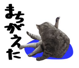 A little fat cat,Moon sticker #13514351