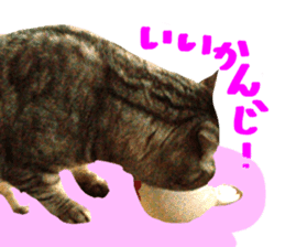 A little fat cat,Moon sticker #13514352