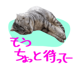 A little fat cat,Moon sticker #13514354