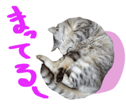 A little fat cat,Moon sticker #13514355