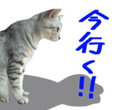 A little fat cat,Moon sticker #13514356